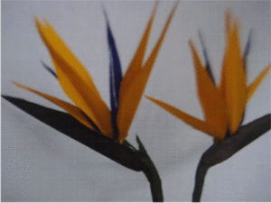 Paper bird of paradise flower